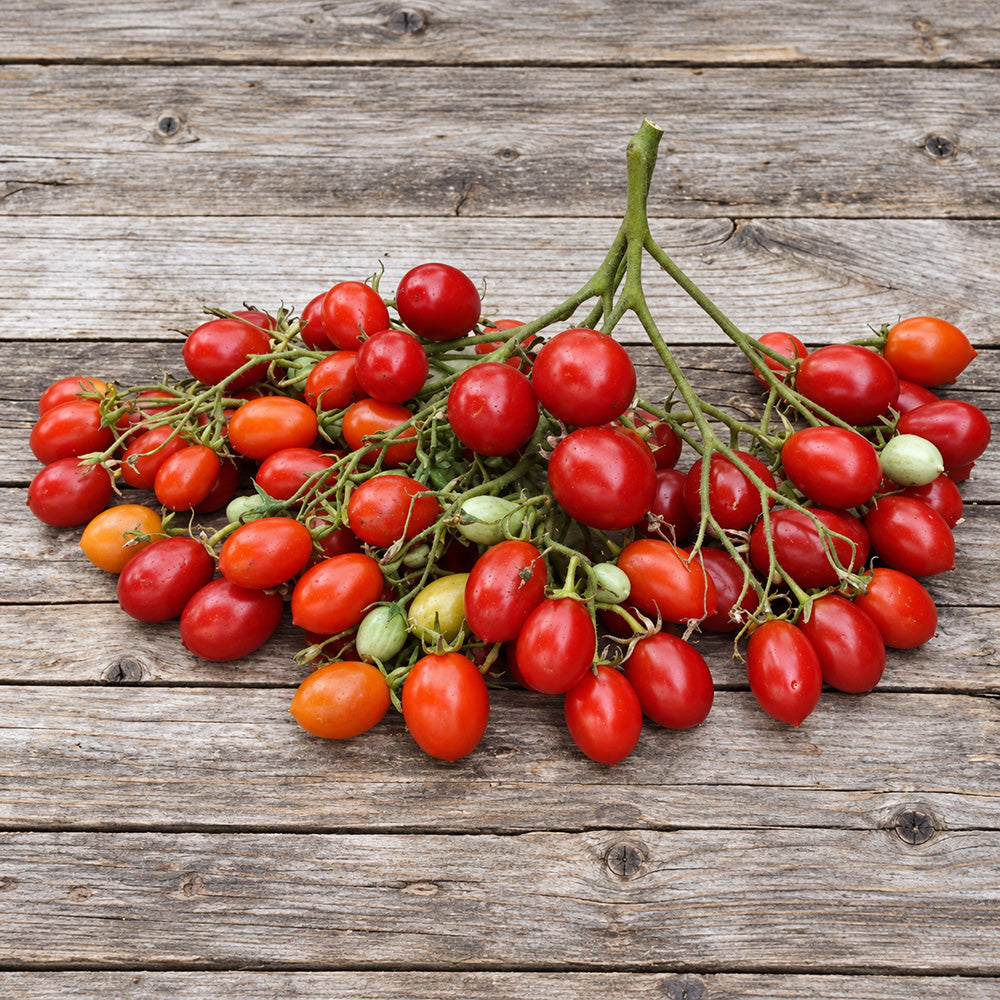 224 Reverend Michael Keyes Tomato