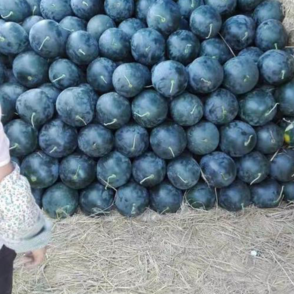 5 Bags (25 Seeds / Bag) of Black Landmine' Series Watermelon Seeds