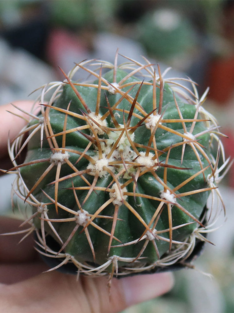 Melocactus azureus