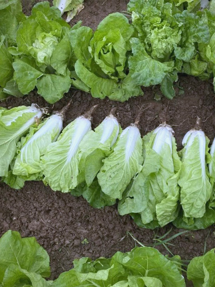 'Jinmei 516' Fast-growing Bok Choy