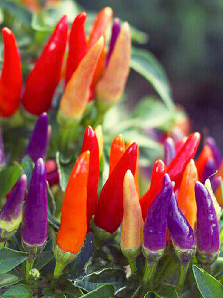 Colorful Chaotian Pepper