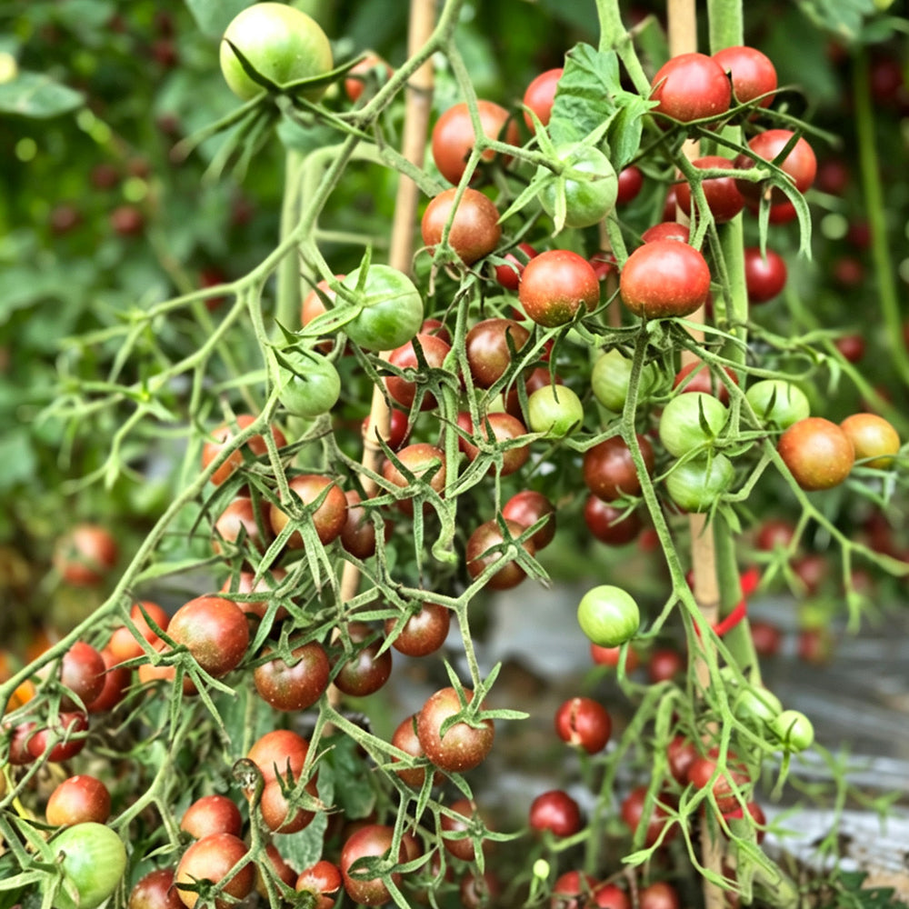 805 Cherokee Purple Cherry Tomato