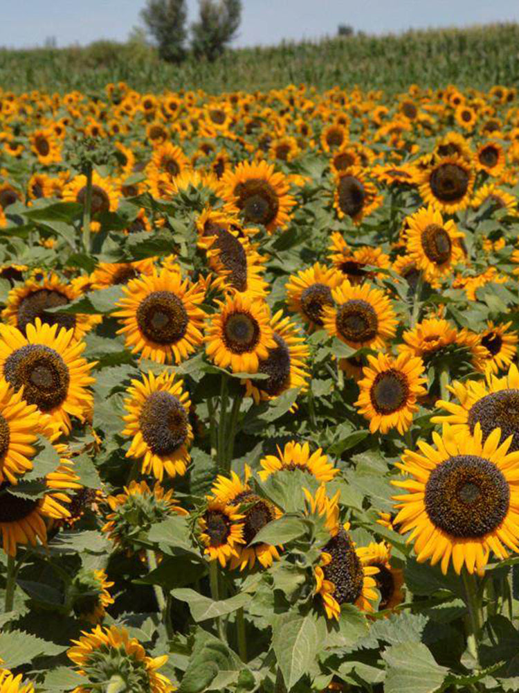 'Little Black Bear' Ornamental Sunflower