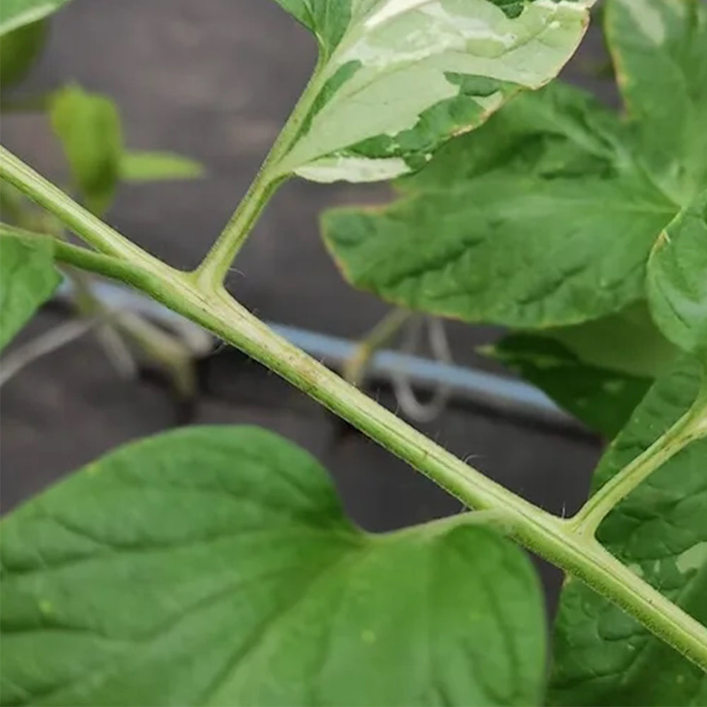 693 Dwarf Orange Cherry Variegated Tomato