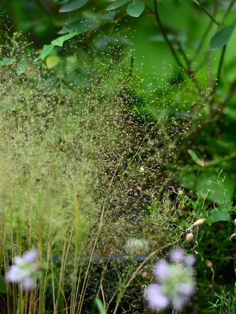 Cloud Grass (Agrostis nebulosa)