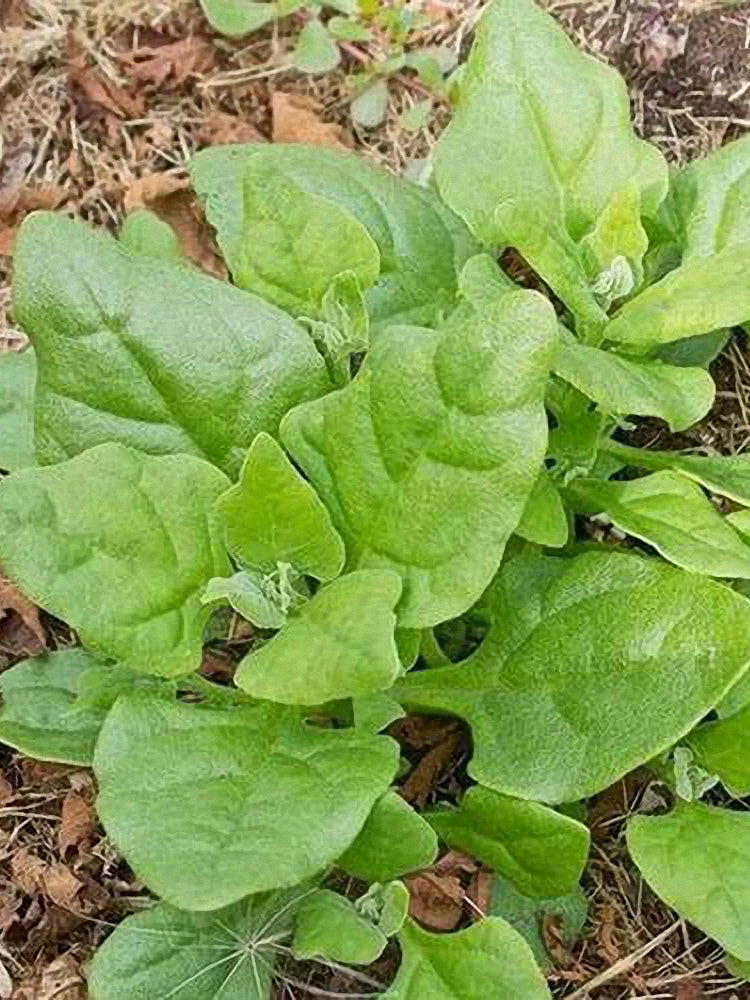 New Zealand Spinach