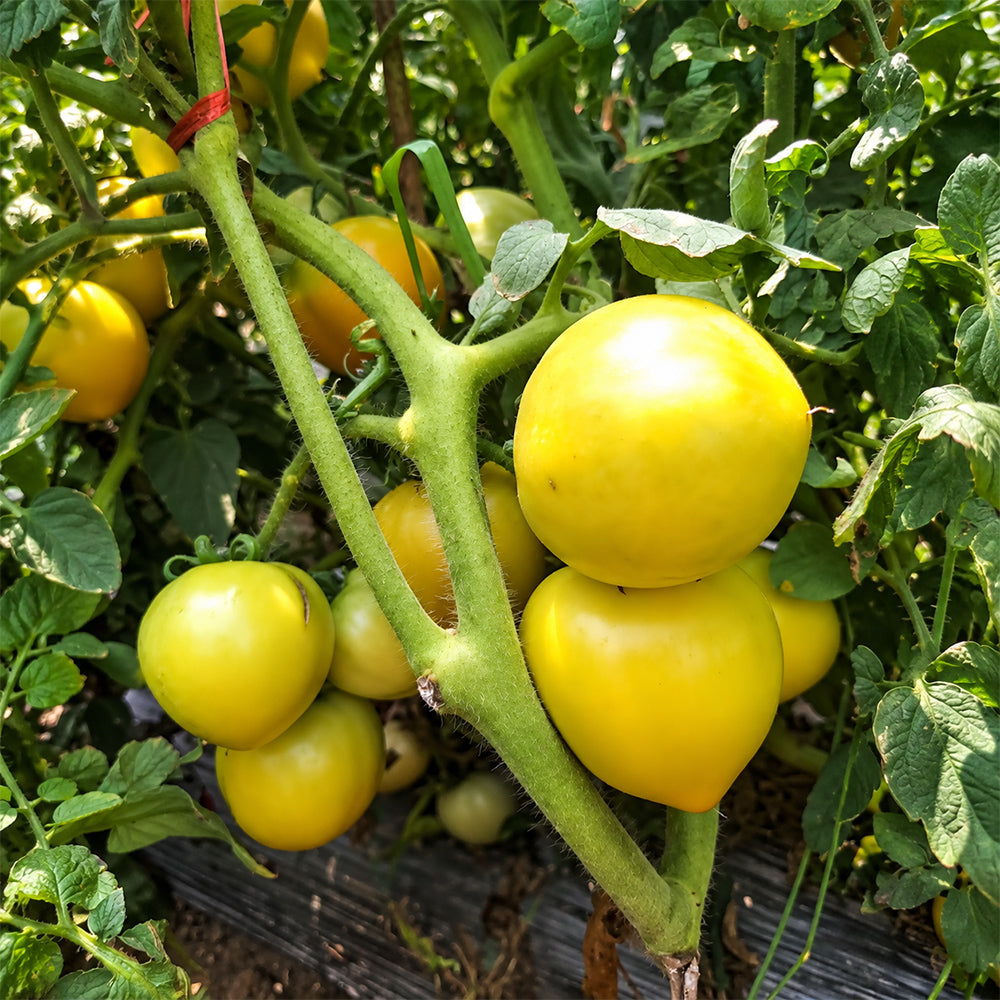 269 Vernaya Lyubov Tomato