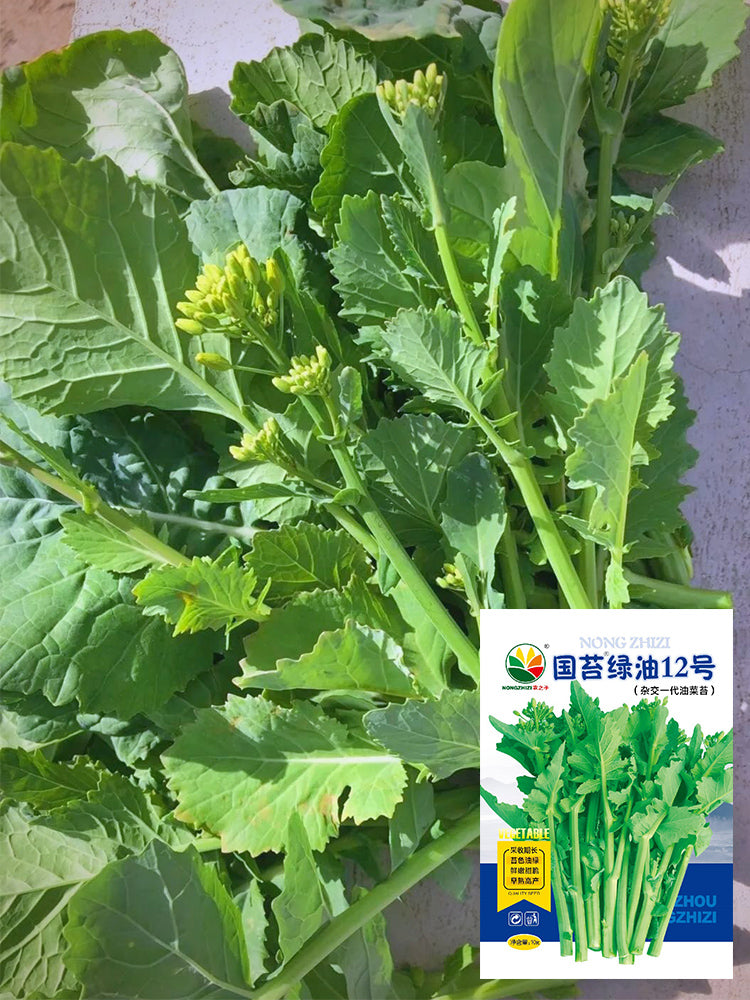 Lvyou No.12 Youcaitai (Chinese Flowering Cabbage)
