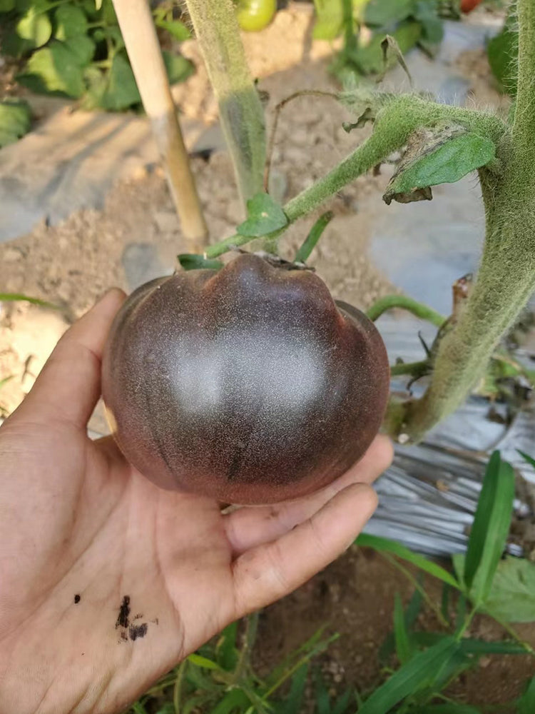 'Elena's Amethyst Heart' Tomato