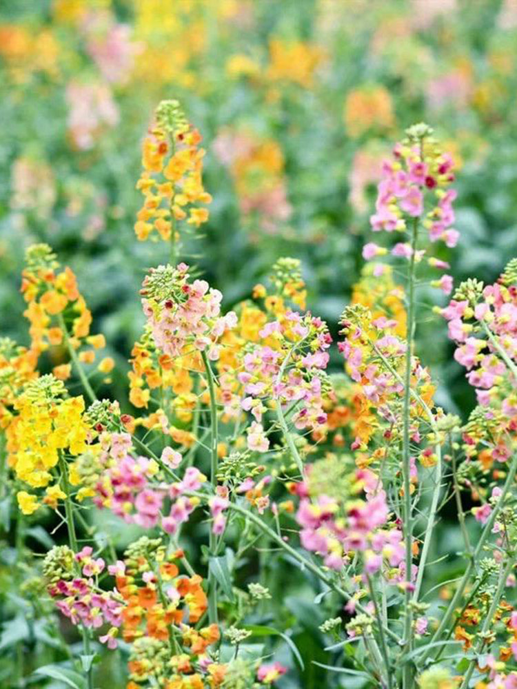 Rainbow Rapeseed