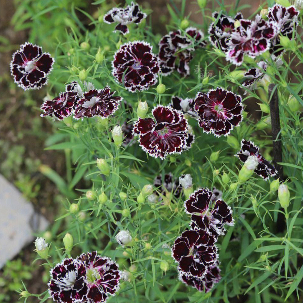 20 Seeds of Carnation 'Black and White Minstrel' Flowers, Dianthus Chinensis Heddewigii