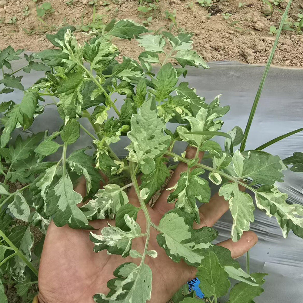 673 Cherokee Purple Stripe Tomato