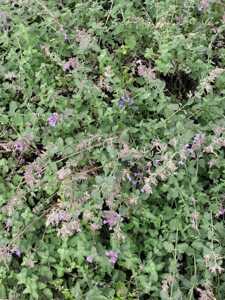 Fragrant Mint (Nepeta × faassenii)