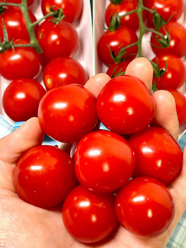 Minusinsk Red Cherry Tomato