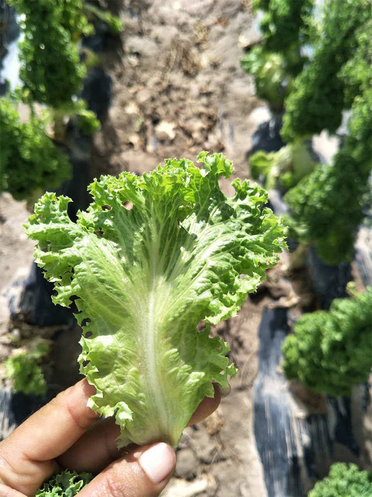 Xishuai Lollo Bionda Lettuce