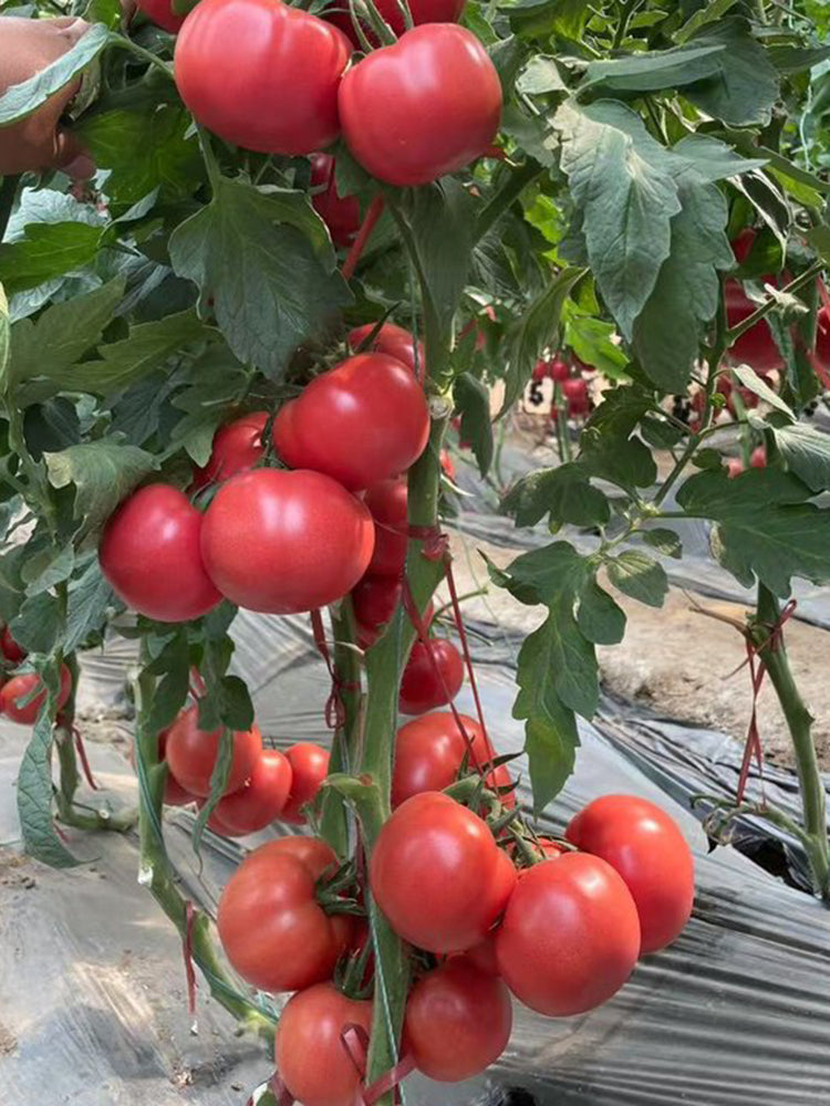 Gemjet No.5 F1 Tomato