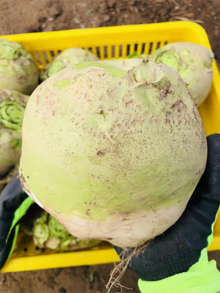 'Roundish 65' Root Mustard