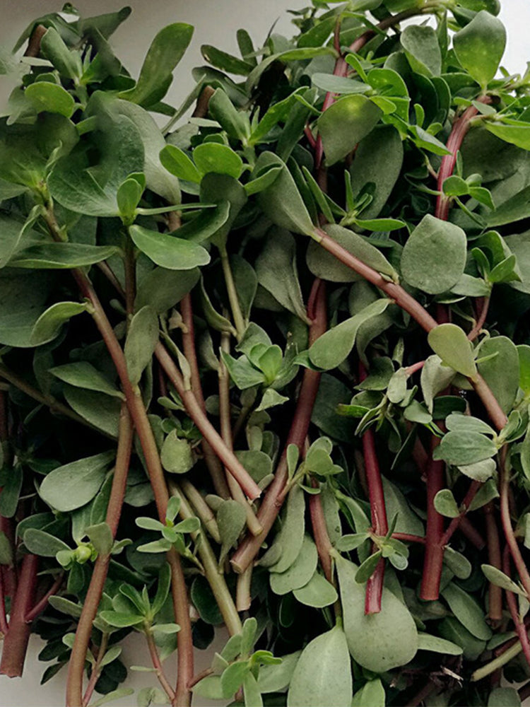 Dutch Purslane