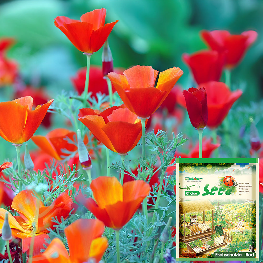 Bellfarm® Eschscholzia californica Seeds