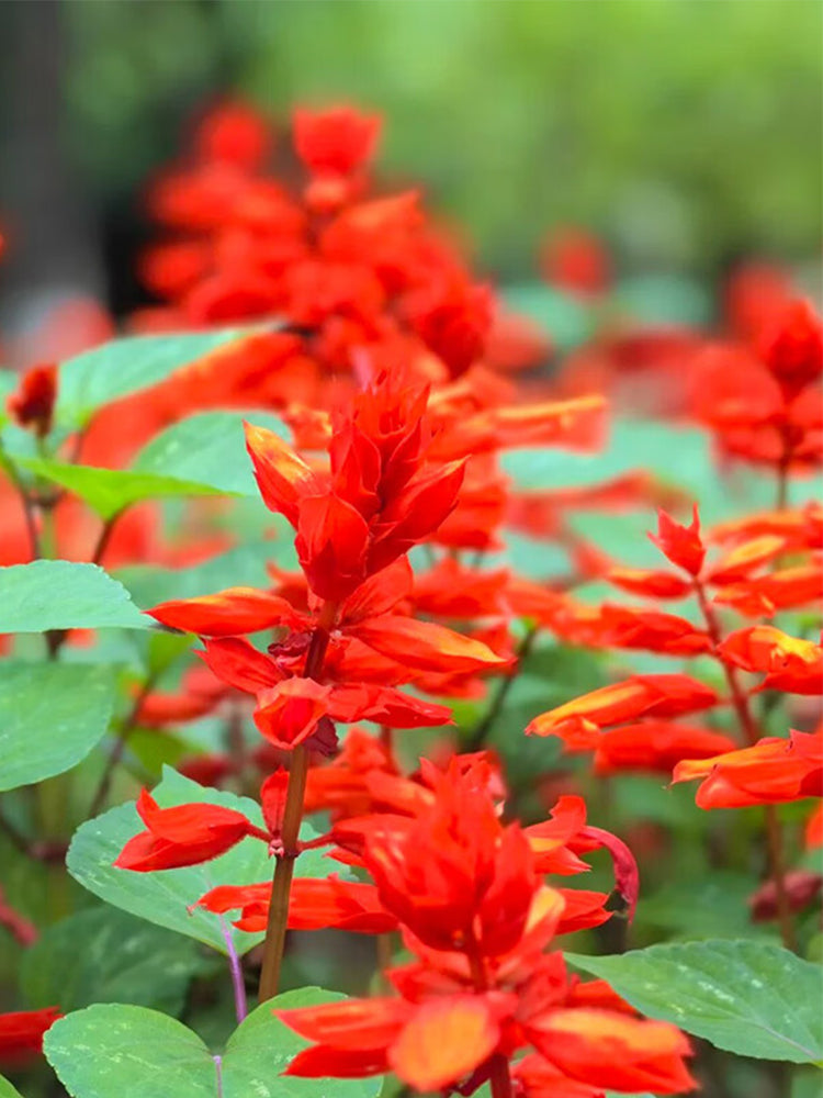 Scarlet Sage (Salvia splendens)