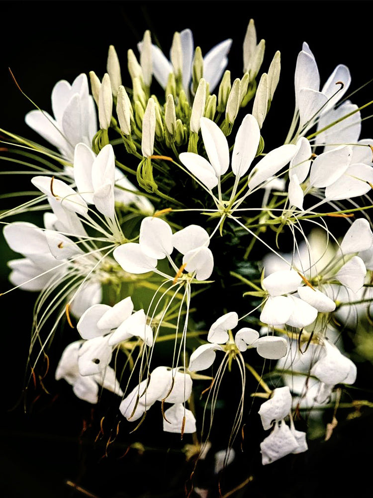 White Spider Flowers (Cleome houtteana)