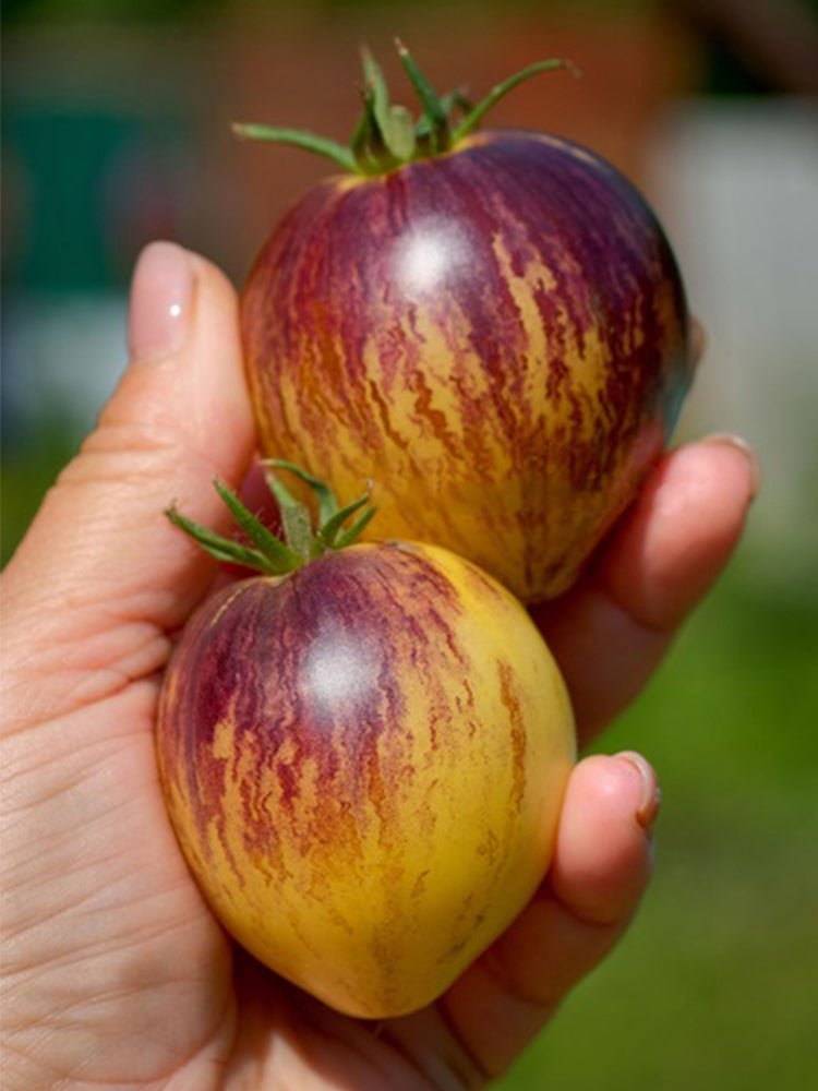 "Rebel Starfighter Kayleigh Anne" Tomatoes