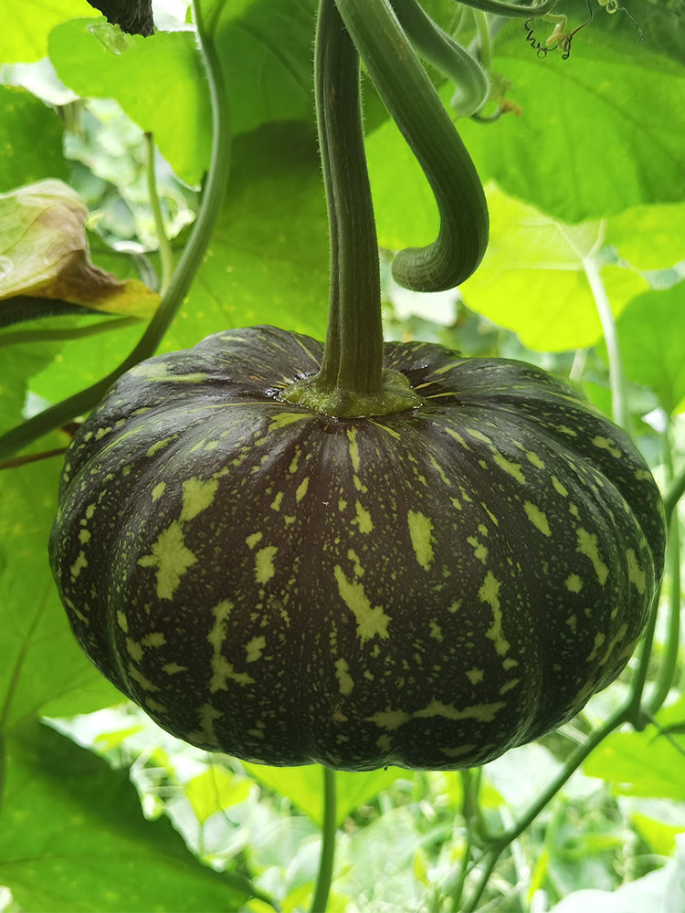 Mibei 306 Pumpkins