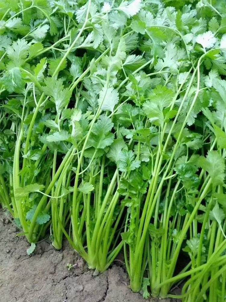 Evergreen Iron Stem Cilantro