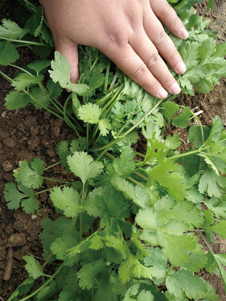 Heat-Tolerant Cilantro