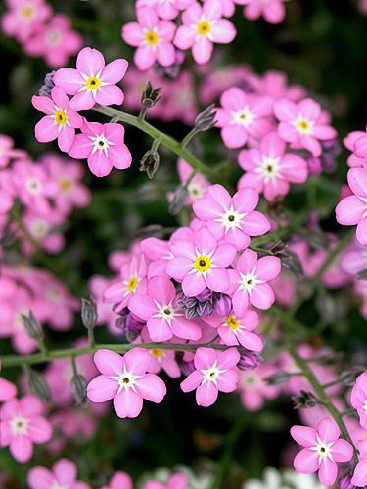 Pink Alpine forget-me-not (Myosotis alpestris)