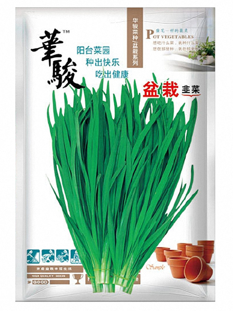 HUAJUN Bonsai Chinese Chives