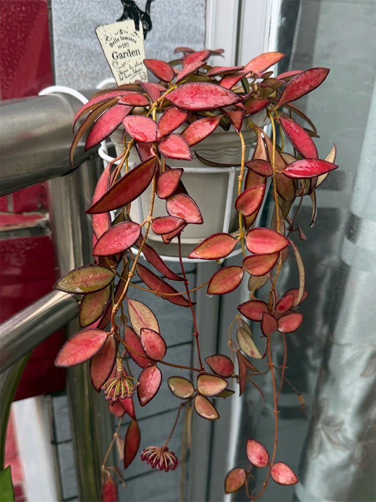 Hoya rosita Unrooted Stem Cuttings