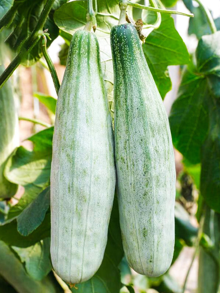 Horn-shaped Crispy Melon