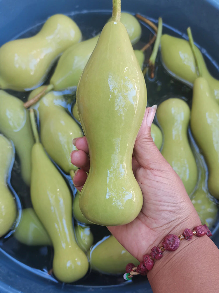 'Ben Zhang' Gourd