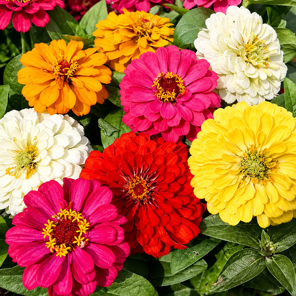 W1345 Dwarf Double Zinnia Mix