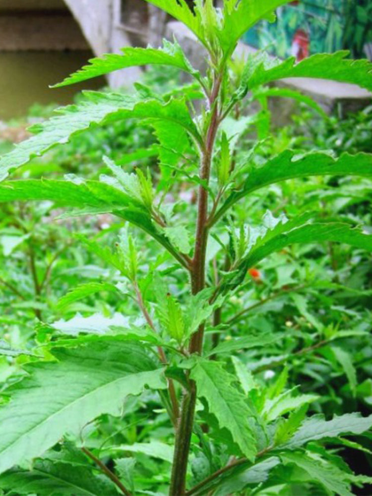 Chenopodium ambrosioides