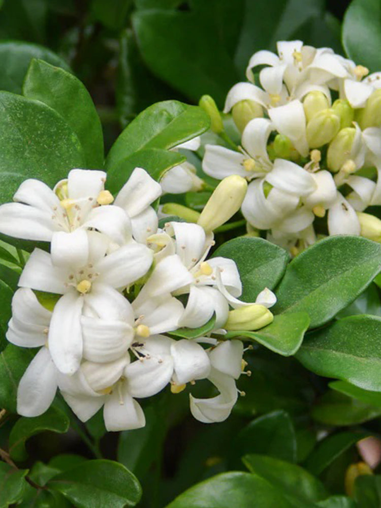 Orange Jasmine (Murraya paniculata)