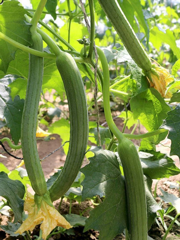 Long Fragrant Luffa