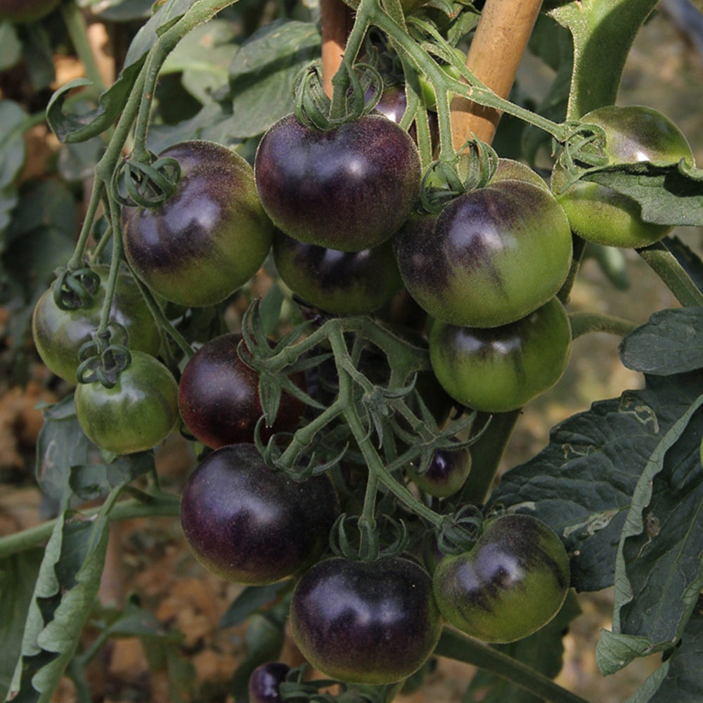 Gourmet Gardening: 5 Bags of Premium 'Black Pearl' Series Black Tomato Seeds