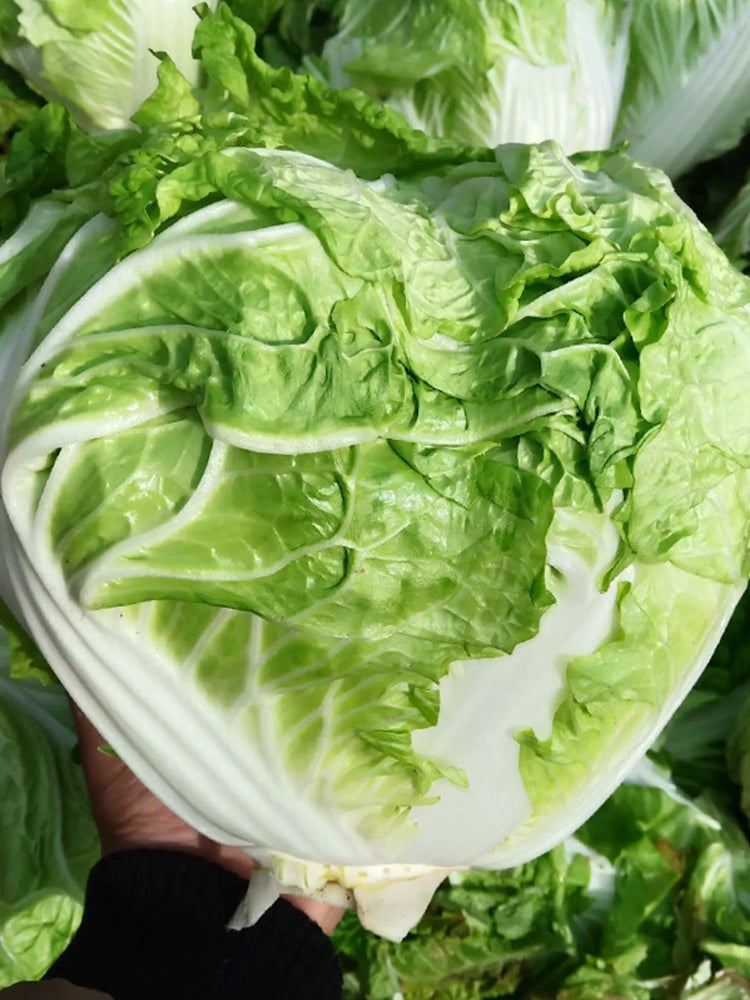 Delicious Compact-head Chinese Cabbage