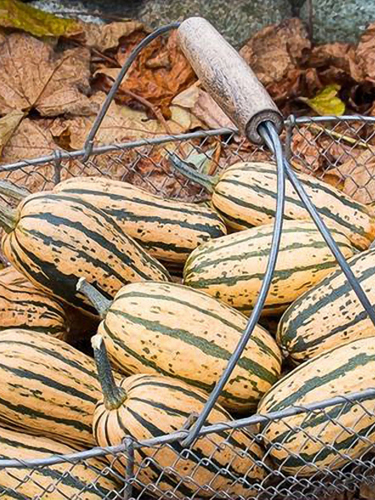 Honey Boat Delicata Squash