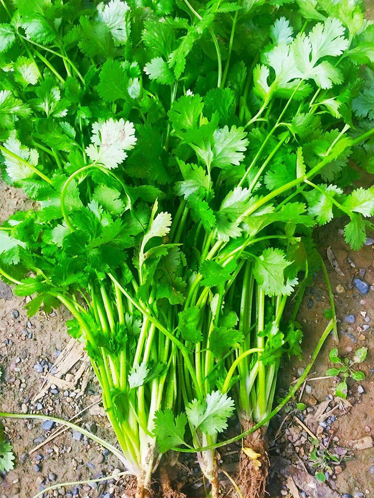 Farmhouse Large-leaf Cilantro