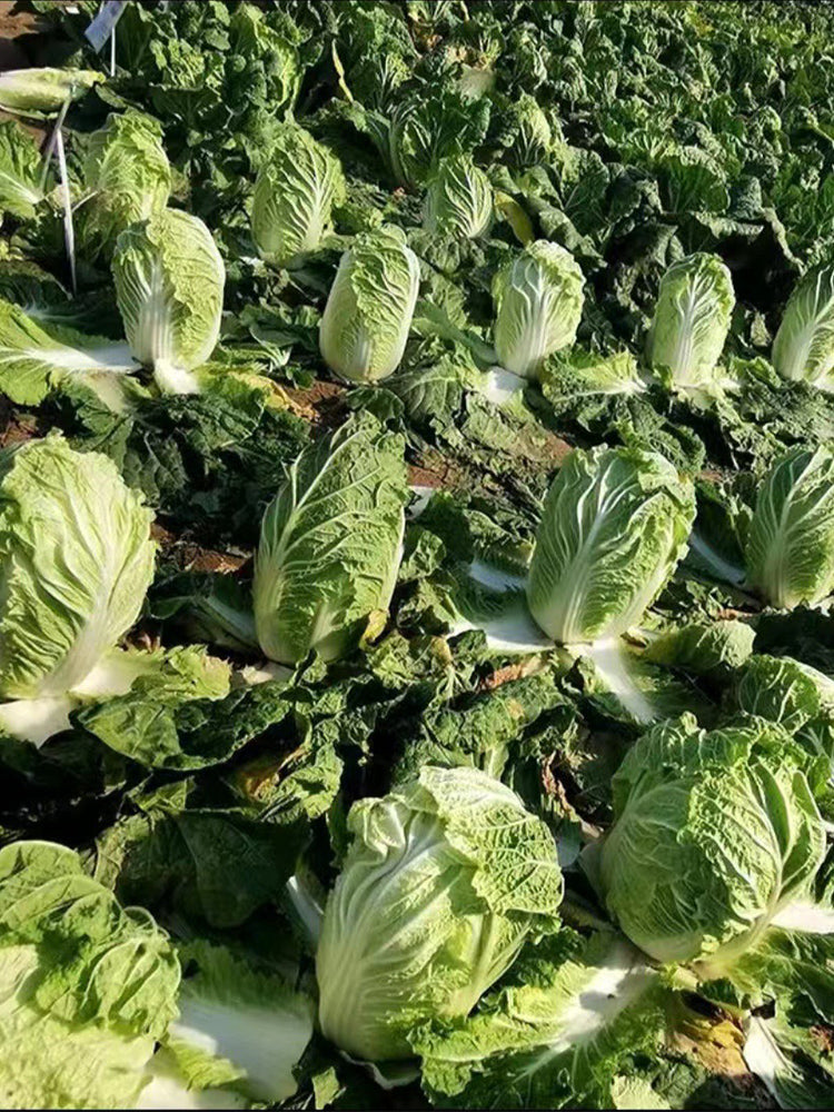 Fengkang 90 Chinese Cabbage