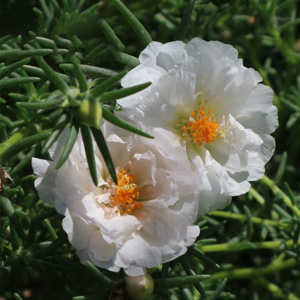 5 Bags (500 Seeds / Bag) of Moss Rose Seeds, Mixed Portulaca grandiflora