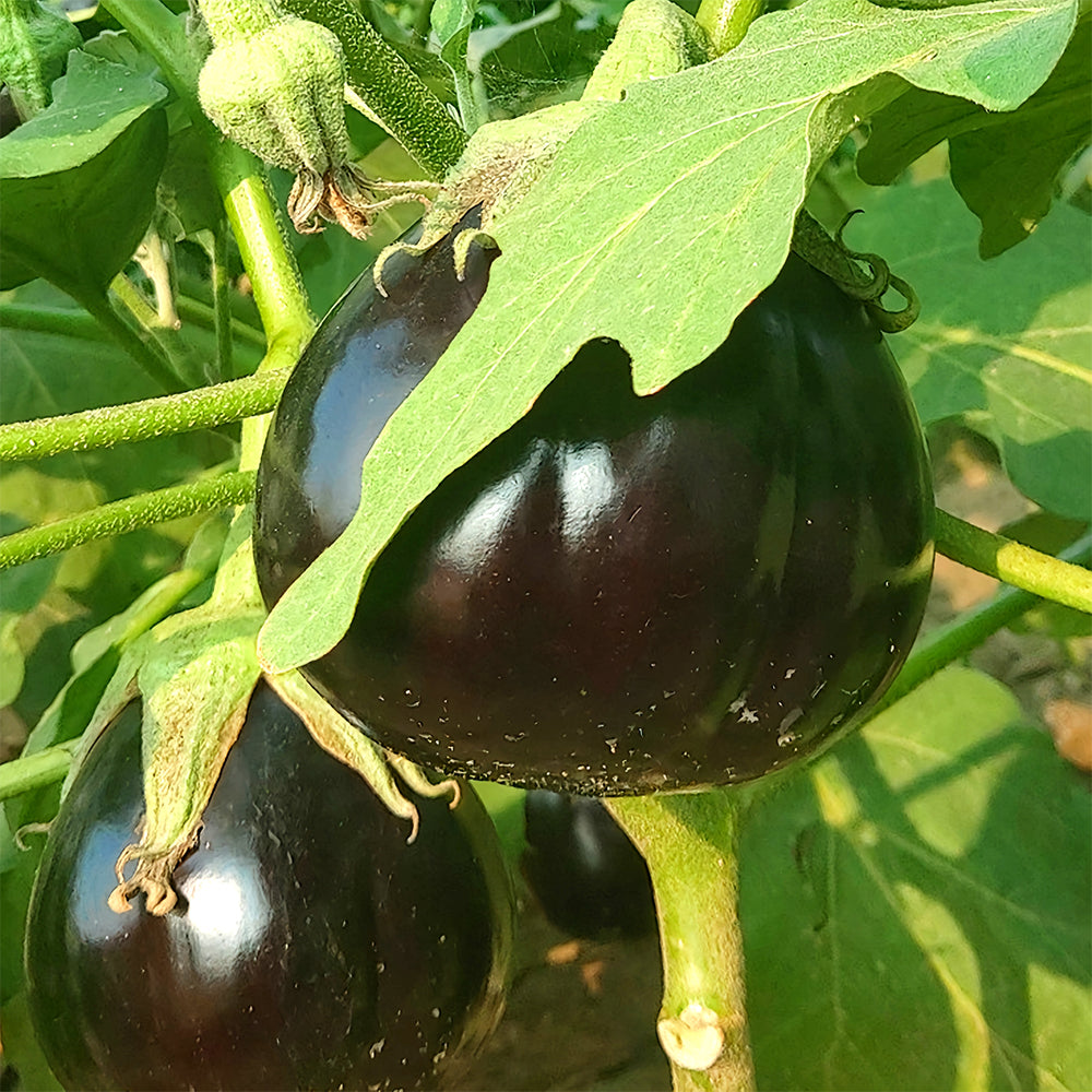 5 Bags (200 Seeds/Bag) of Black Beauty Eggplant Seeds