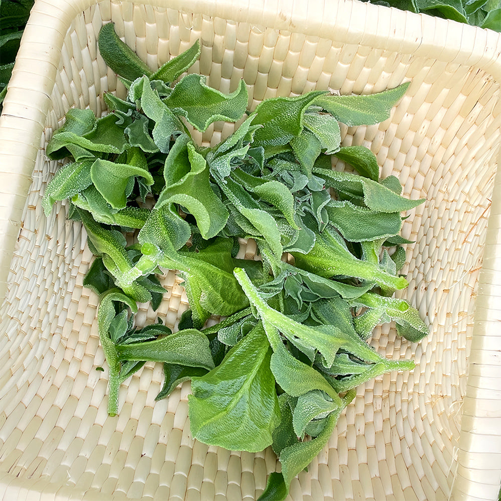 Crystalline Ice Plant Vegetable Seeds