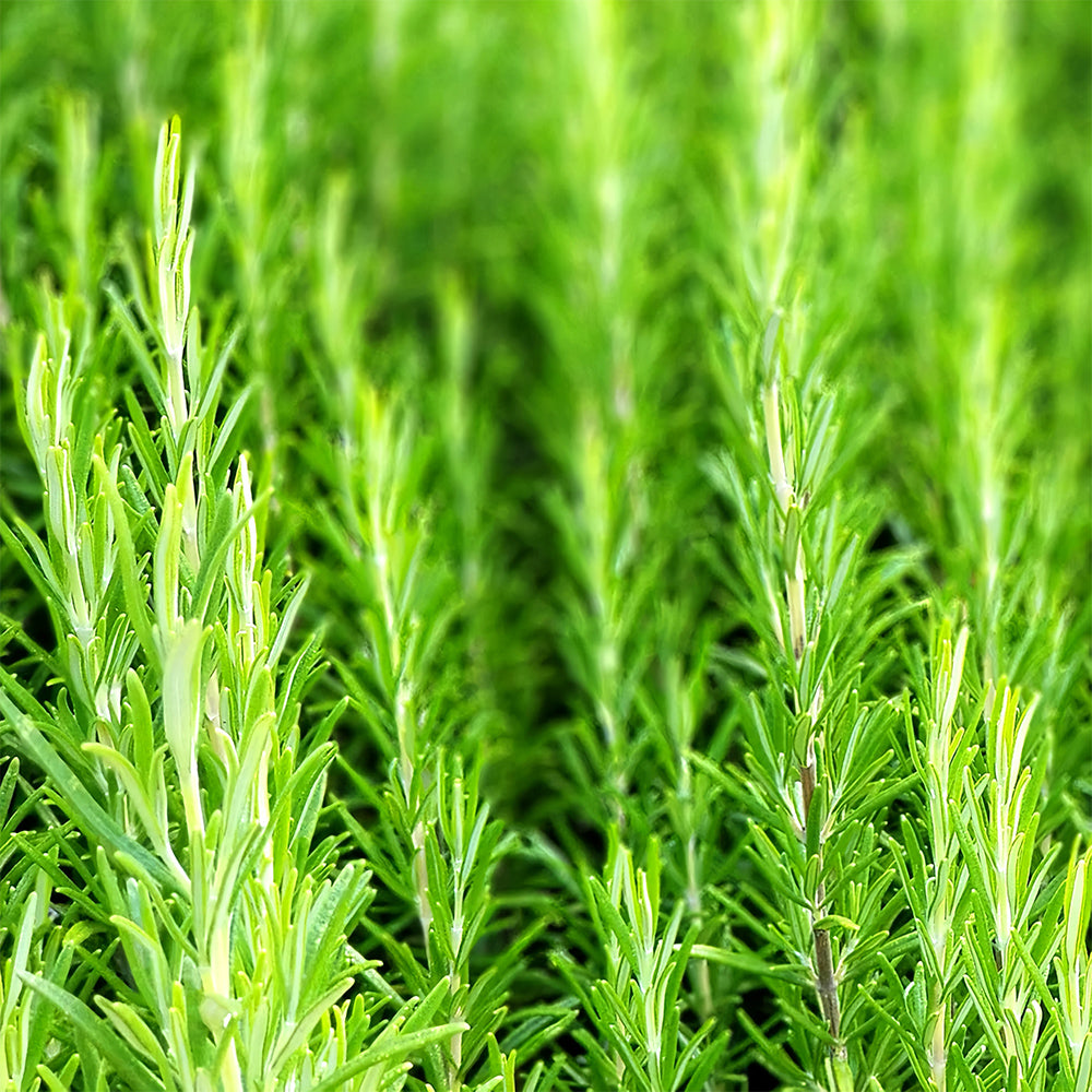 Aromatic Haven: Rosemary Seeds for Fragrant Gardens