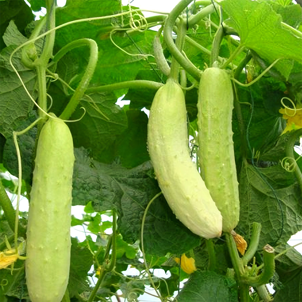 5 Bags (40 Seeds/Bag) of White Cucumber Seeds with Thorns