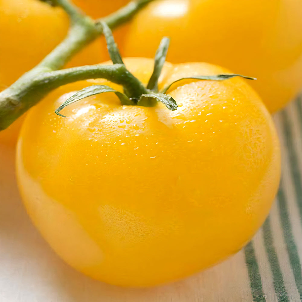 Harvest Gold: 5 Bags (200 Seeds / Bag) of 'Imperial Concubine' Yellow Tomatoes