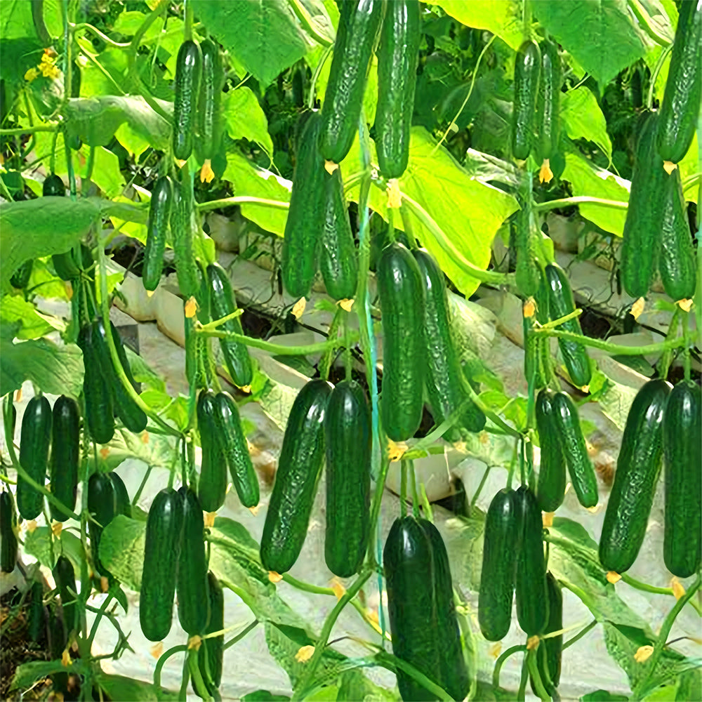 Green Gems: 5 Bags (30 Seeds/Bag) of Dutch Thornless Sweet Crisp Cucumbers